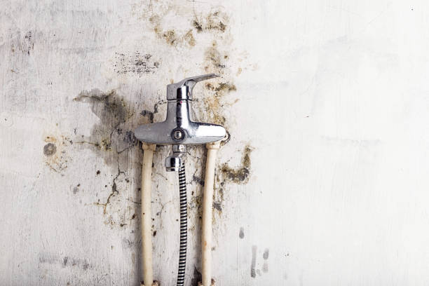 Best Same-Day Mold Removal  in Emory, VA