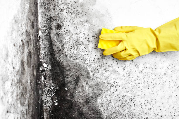 Home Mold Removal in Emory, VA