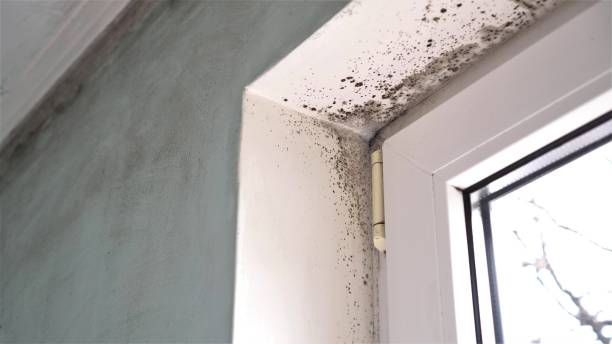 Best Mold Remediation  in Emory, VA
