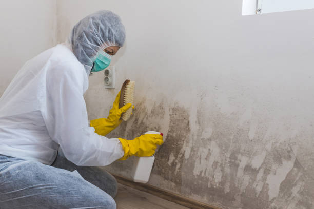 Professional Mold Removal in Emory, VA