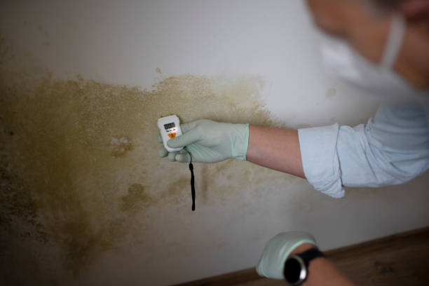 Best Affordable Mold Removal  in Emory, VA