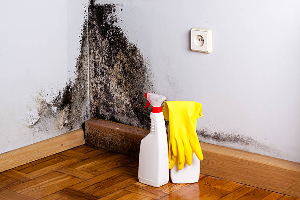 Best Mold Removal Company Near Me  in Emory, VA